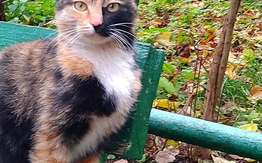 ❗ДОМА❗ Мусю выбросили из дома, а теперь выгоняют из подвала. 🆘