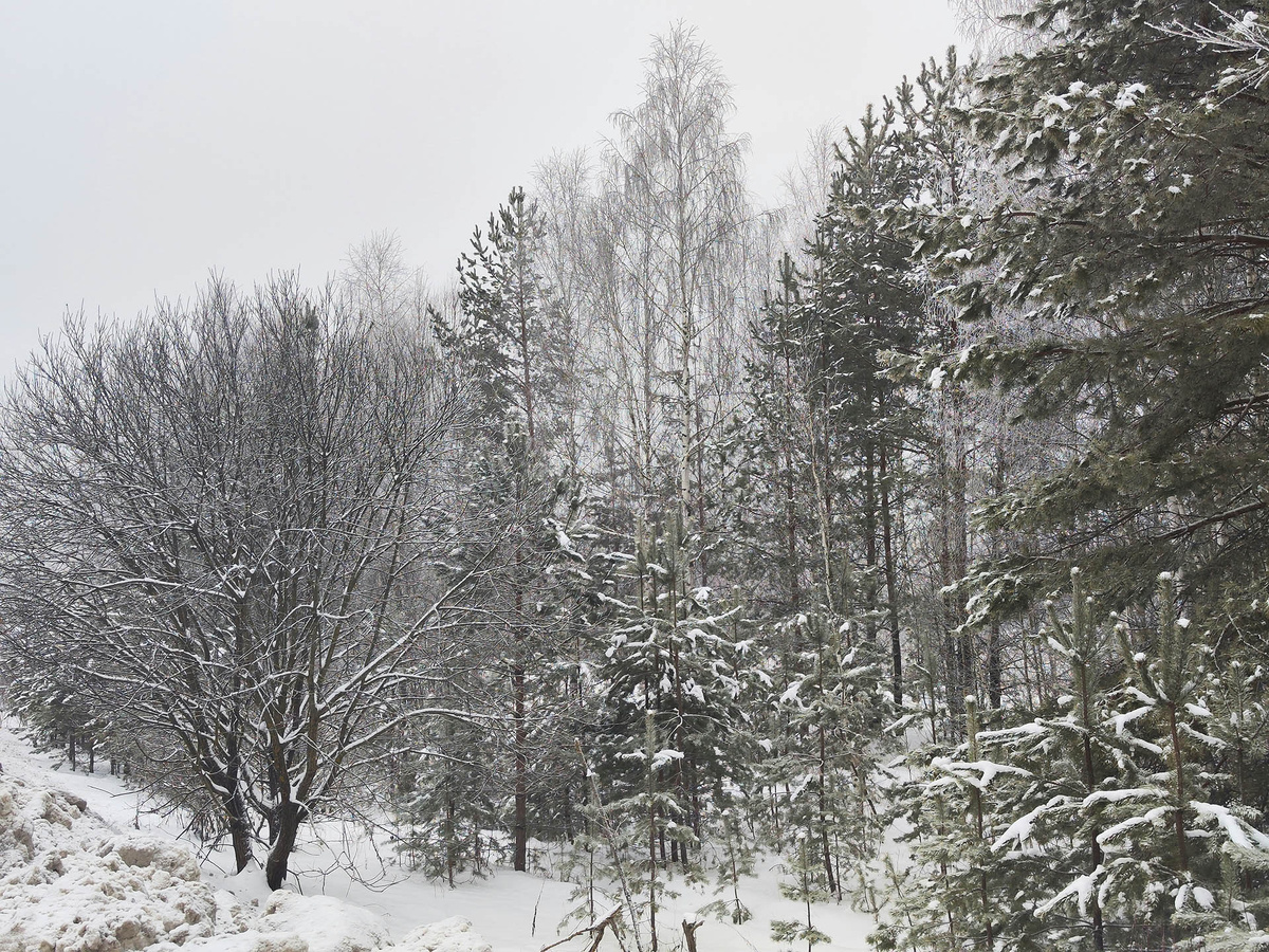 Специалисты уверены, что в тайге произошел несчастный случай.  Фото: ФедералПресс / Ксения Кобалия