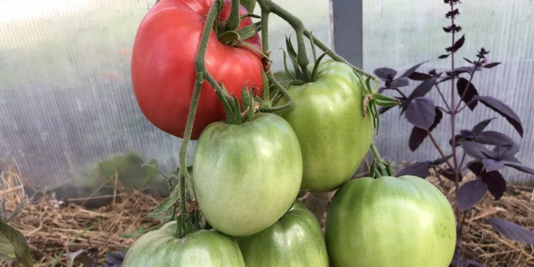 Популярны у дачников уже больше 25 лет: 7 сортов томатов, которые точно не подведут в 2026 году