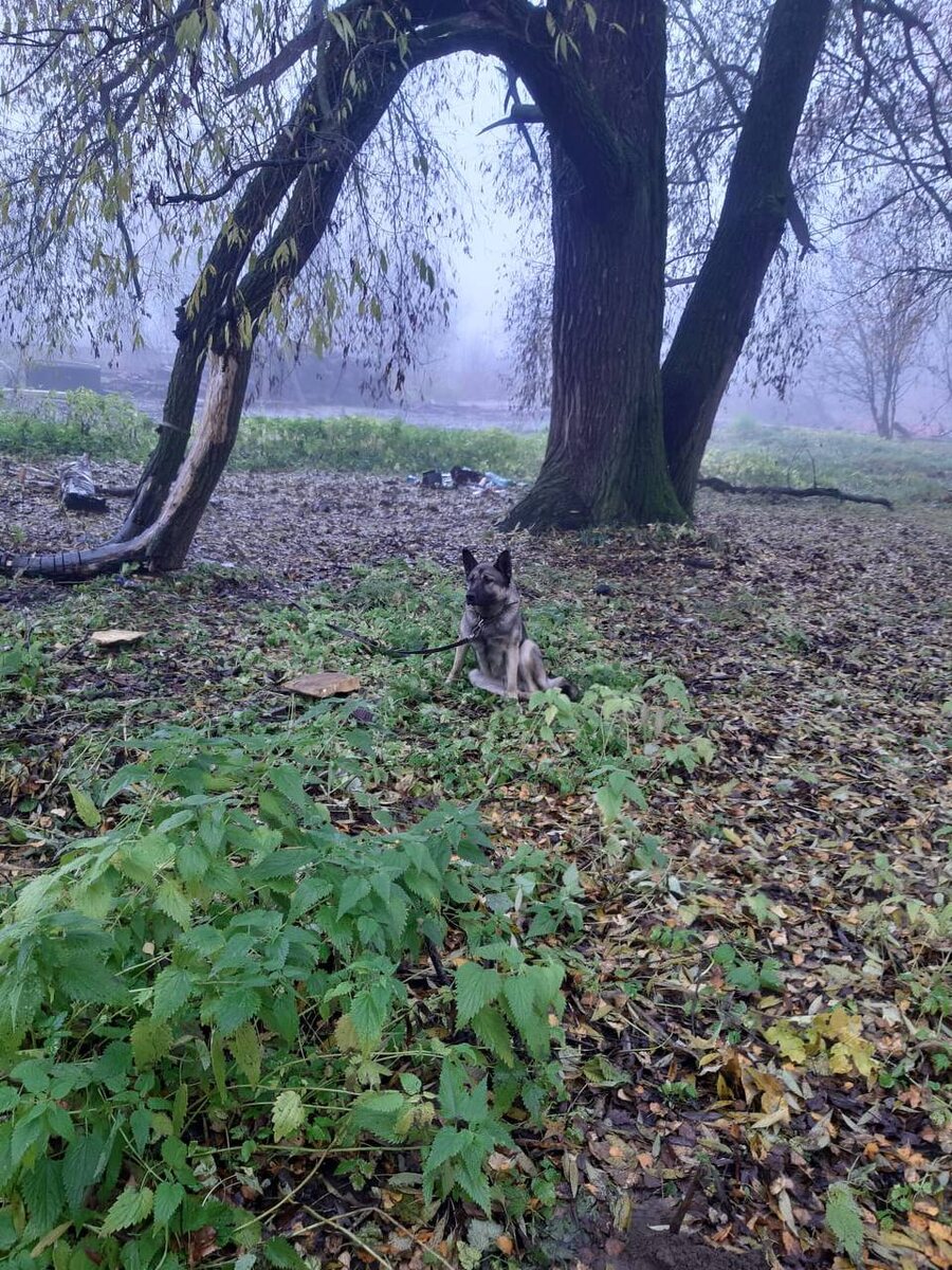 Нолу привязали в рощи и бросили 