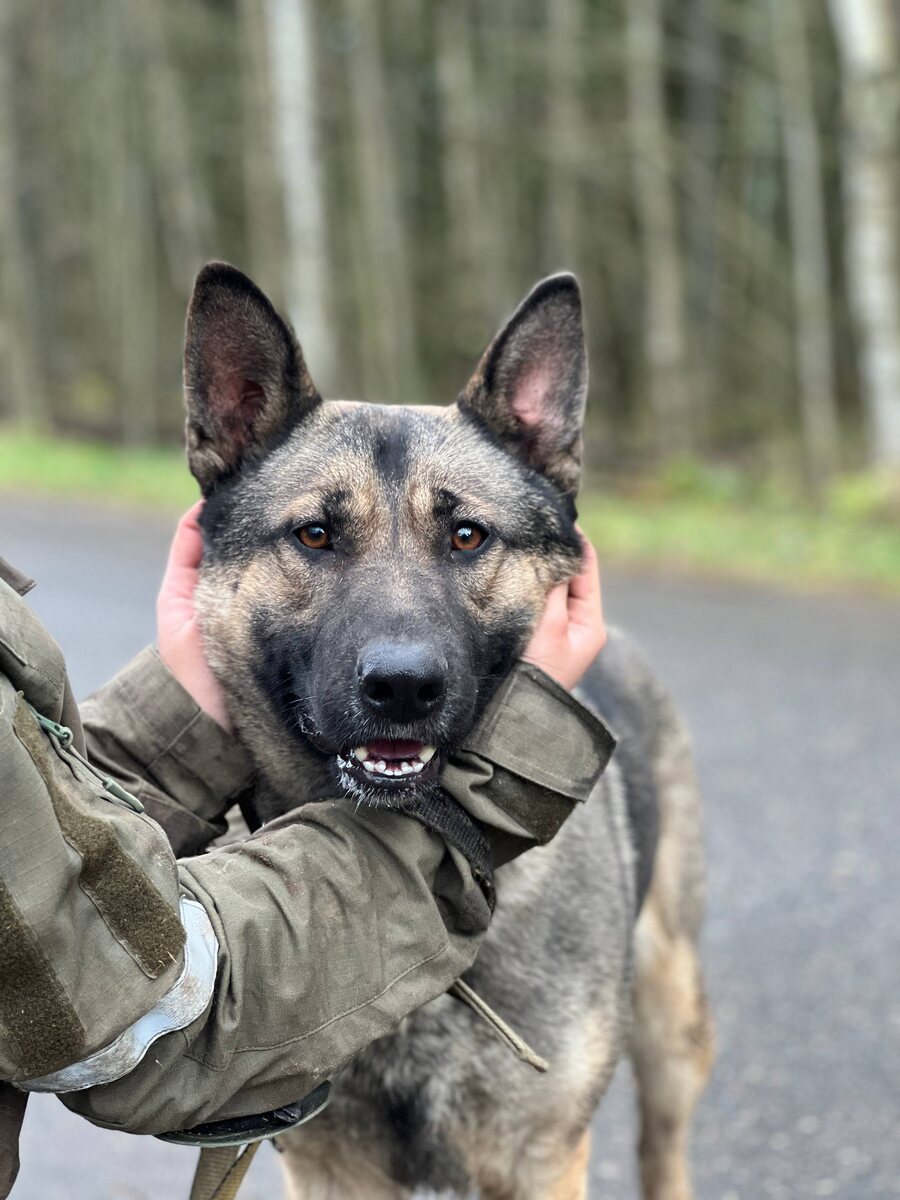 Нола в приюте 