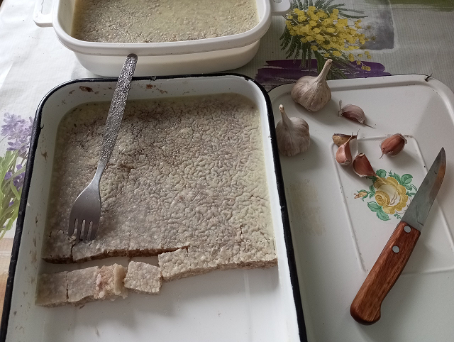 Холодец мой, фото - жены.