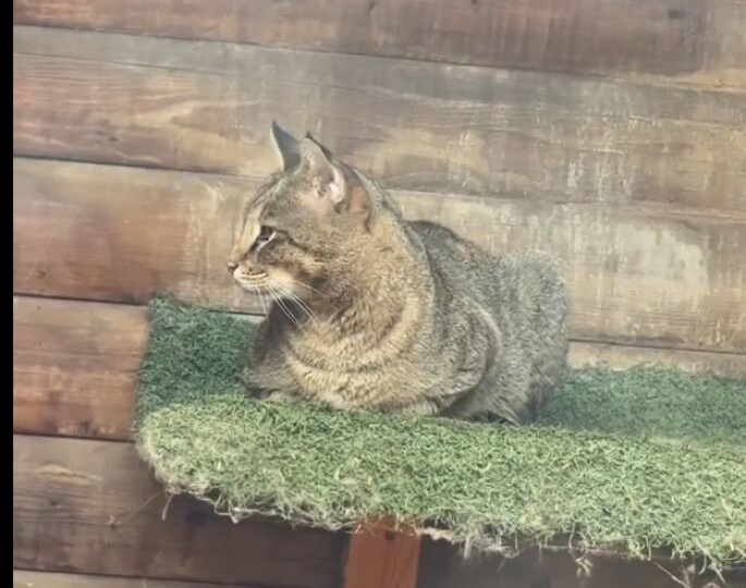 Редкий зверь: самый дорогой в мире кот Том поселился в Астрахани