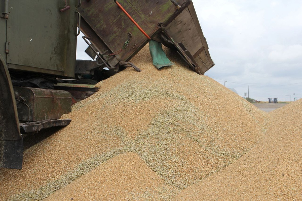     1,7 млн тонн зерна вывезли из Красноярского края с начала года