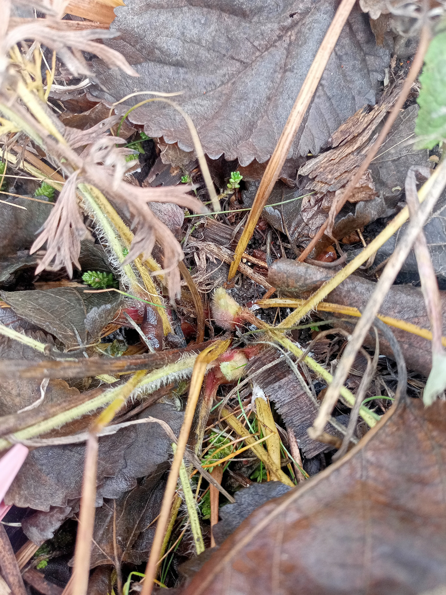 Бутоны у прострела в ноябре 