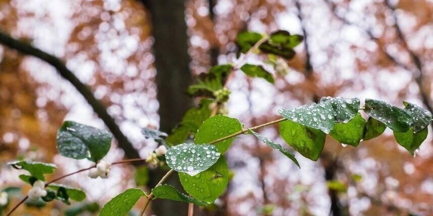    Алена Бобрович
