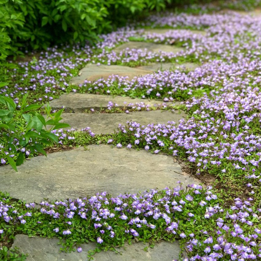 Барвинок - вечнозеленое почвопокровное растение с мелкими фиолетовыми цветами на садовой дорожке