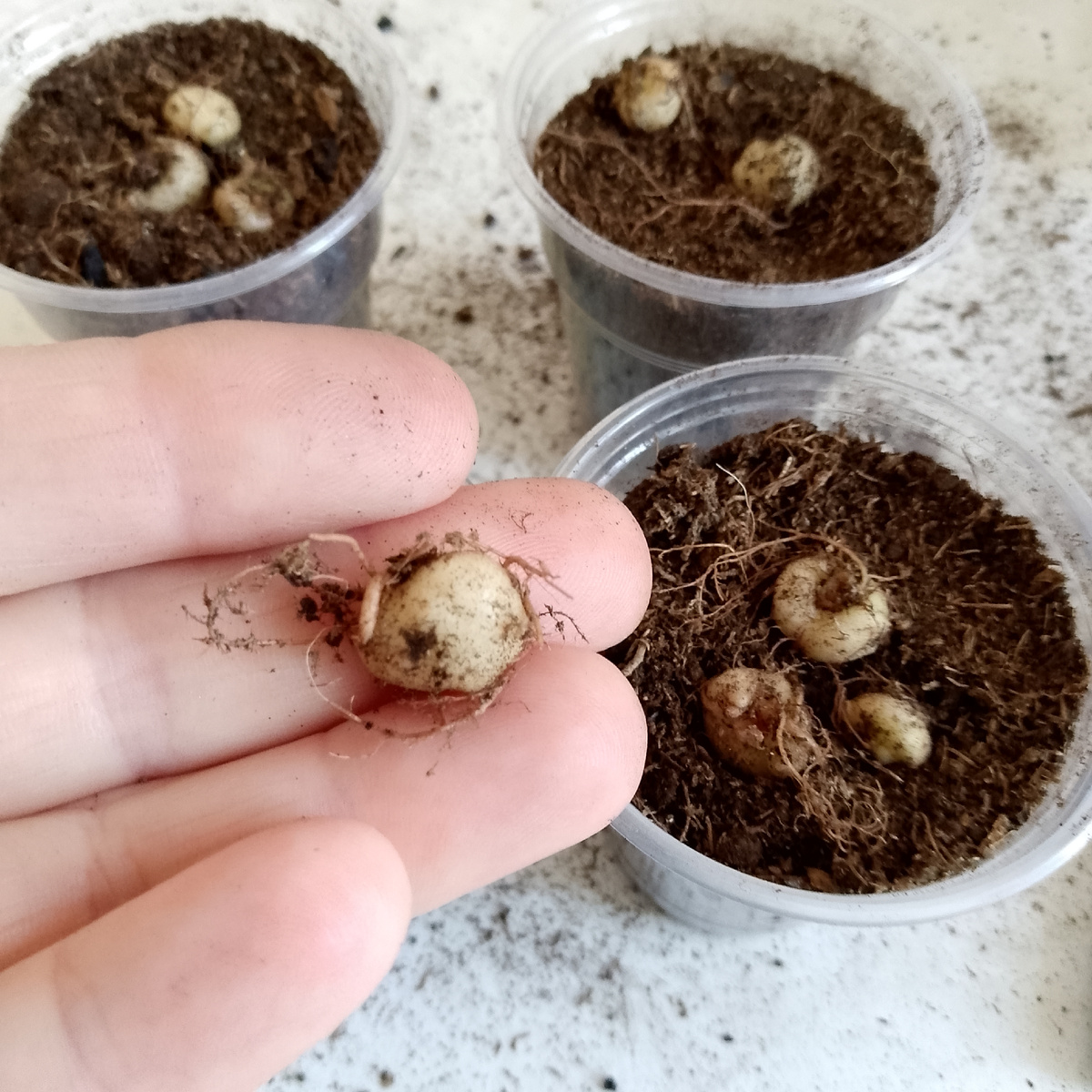 Клубни собранные с глоксиний первогодок, которым всего три с половиной месяца