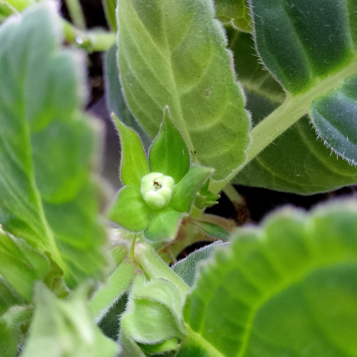 Зимняя проблема глоксиний