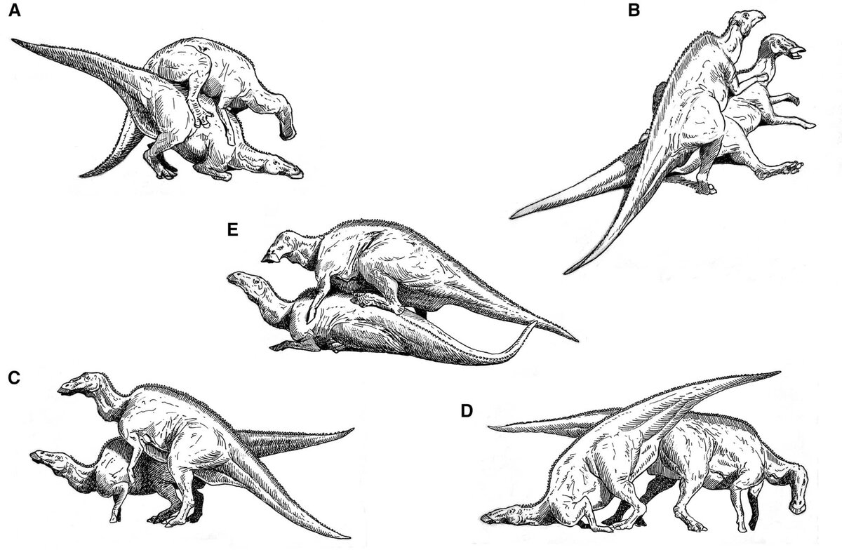    Предположительные позы соития гадрозавров / © Emiliano Troco