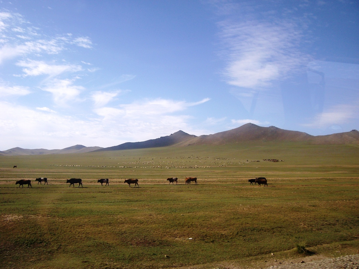 Скот в окрестносях Хустай-Нуру (фото автора)