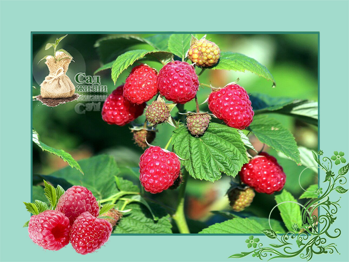 Обрезка малыны и ежевики