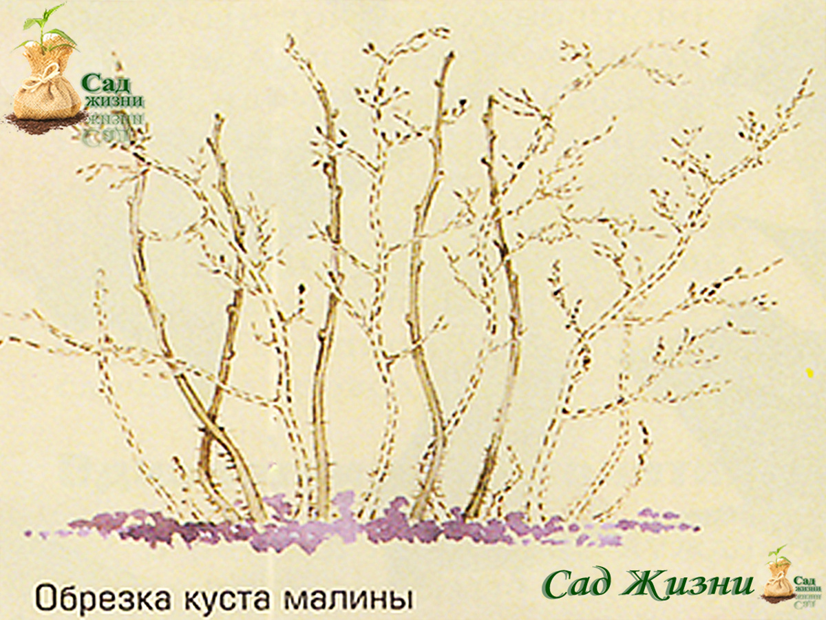 Обрезка малины и ежевики