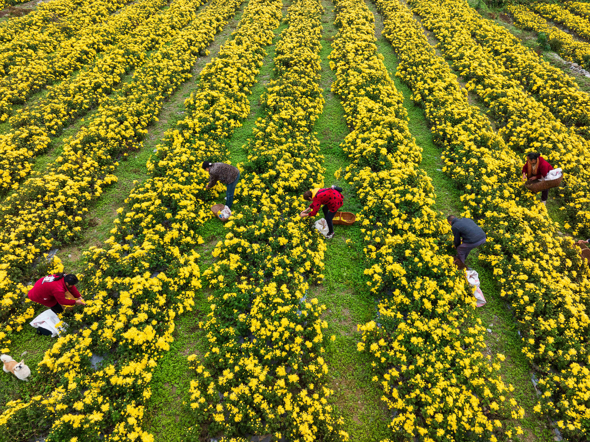  Местные жители собирают хризантемы во время осеннего сезона сбора урожая в городе Сянъян, провинция Хубэй, Китай 
Yang Tao / VCG / Visual China Group / TASS