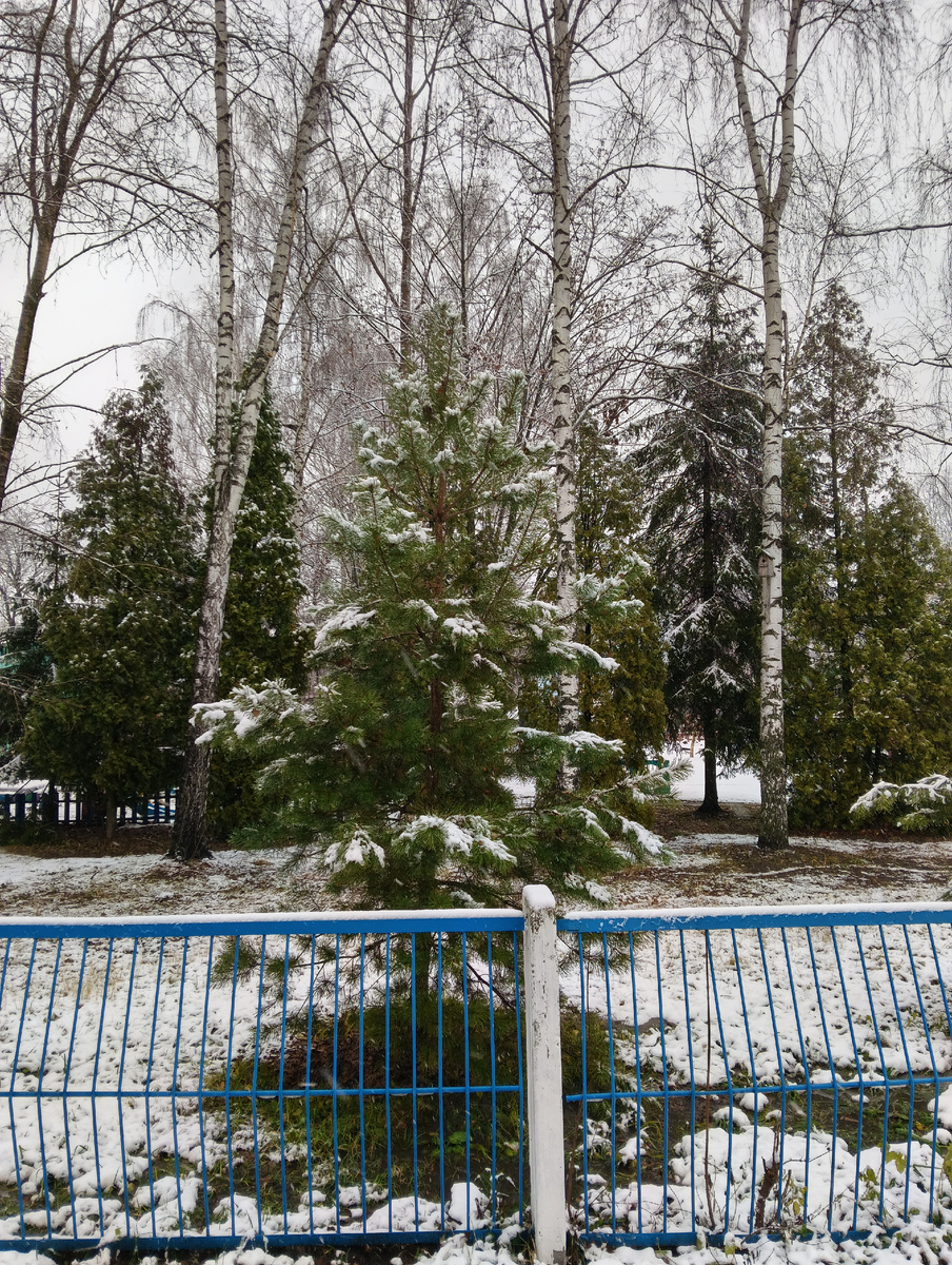 Снег в ноябре