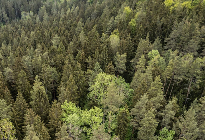 фото: pxhere.com