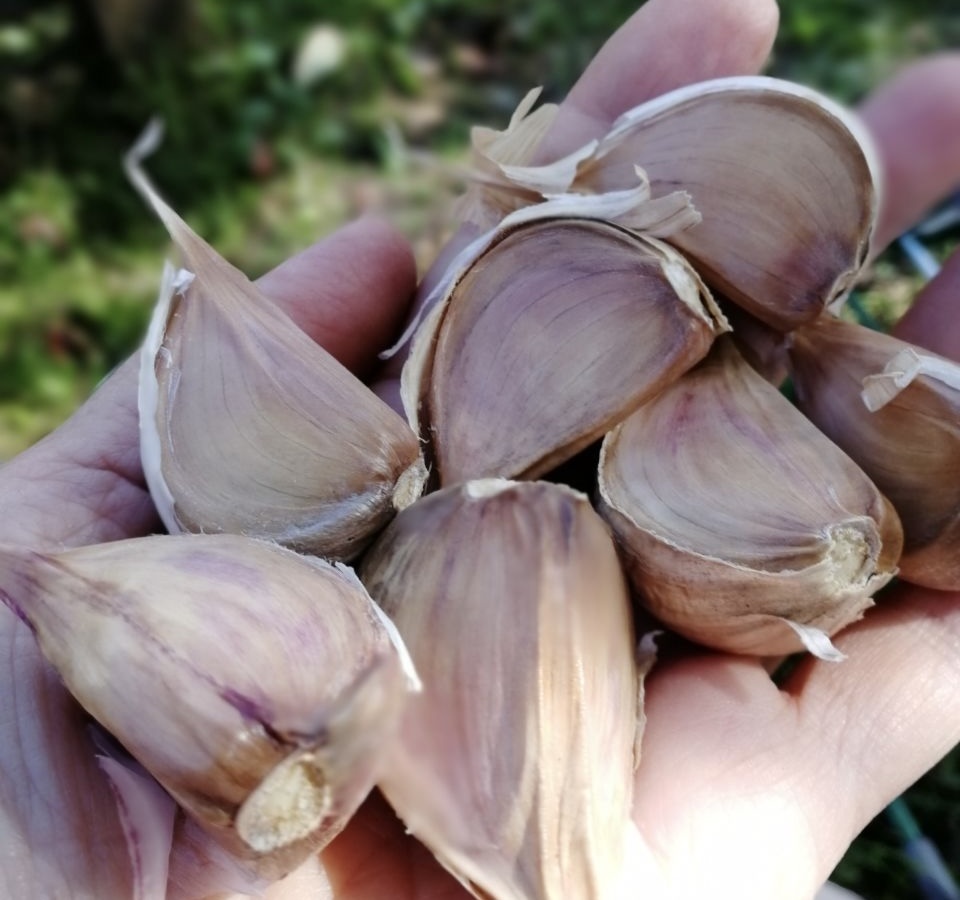 Озимый чеснок на посадку