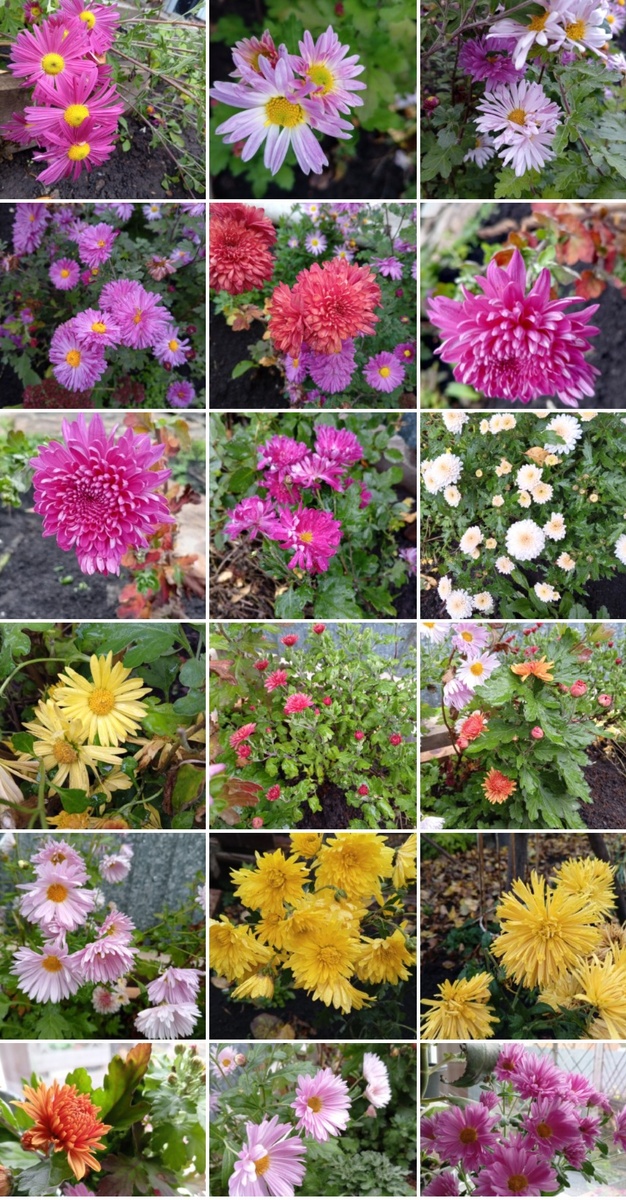 Осень в огороде