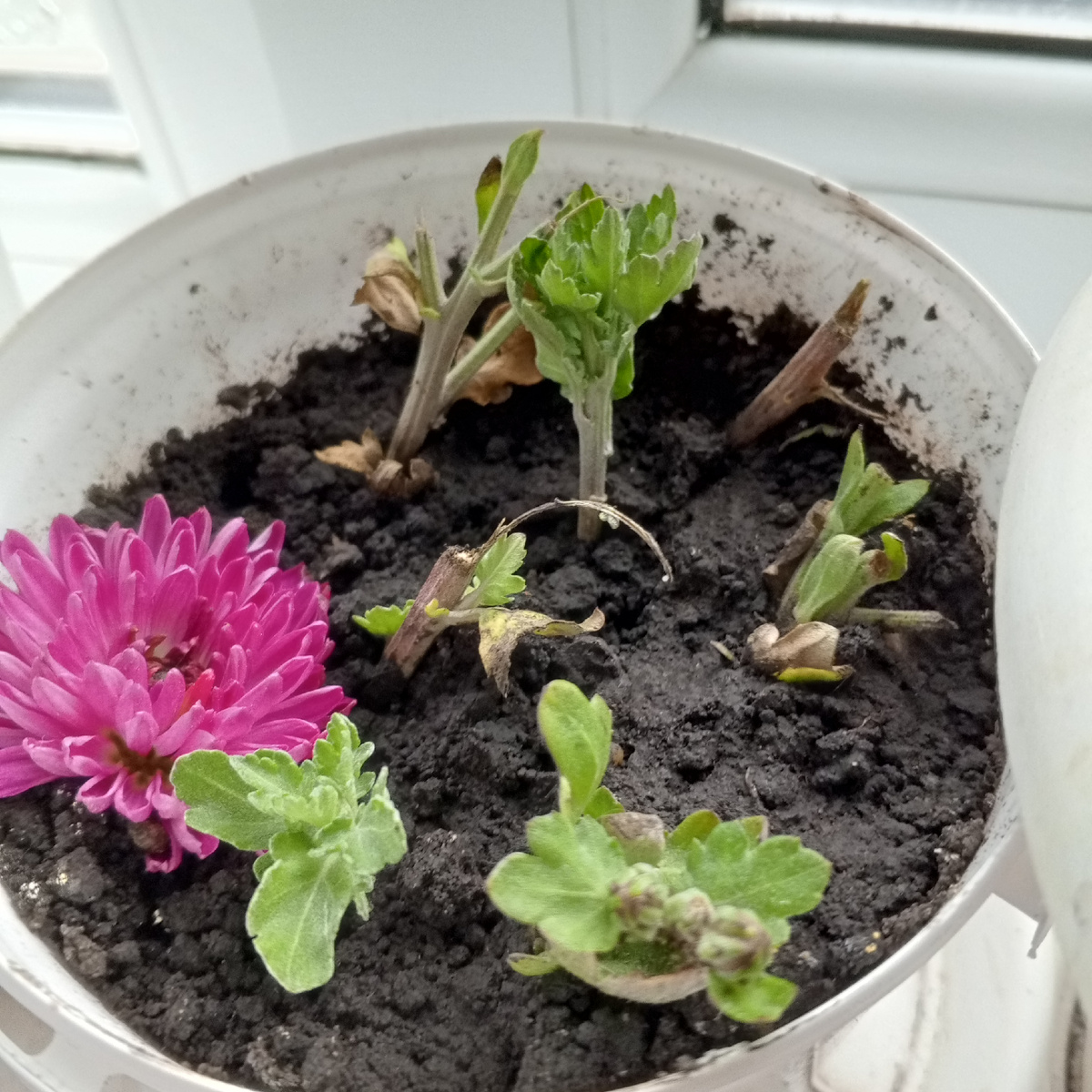 Названия хризантемы не знаю. Просто красавица...