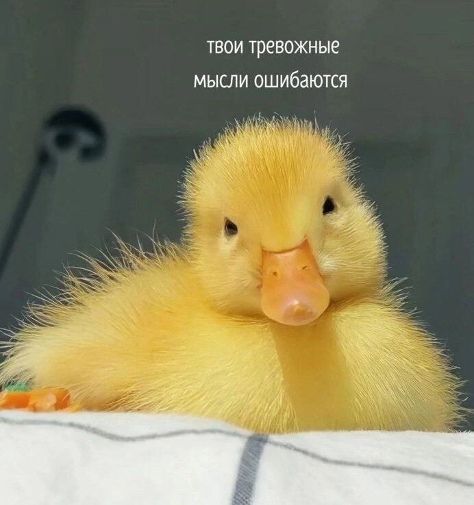 Фото для иллюстрации. Источник: https://pin.it/15HkLt81U