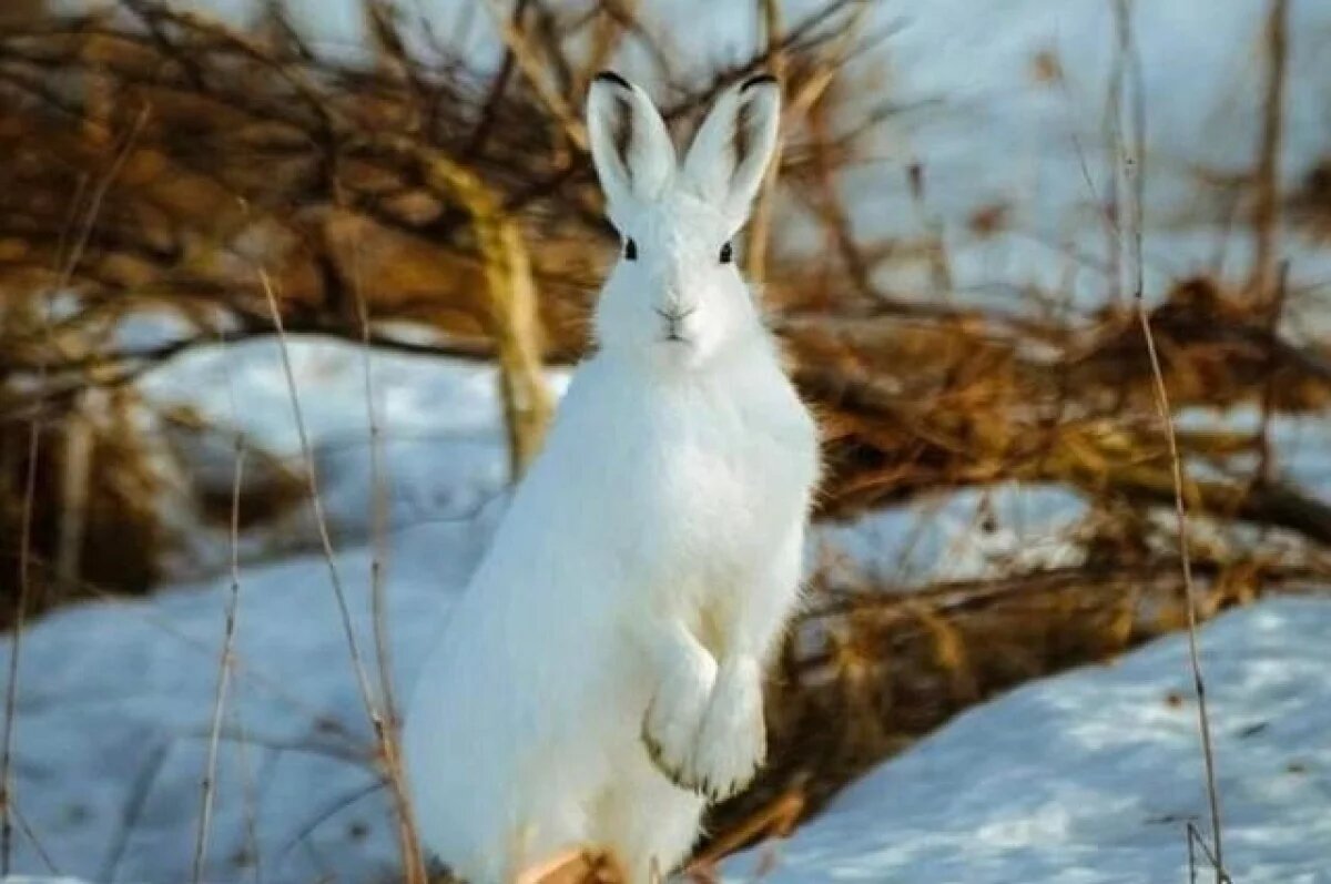    В Кроноцком заповеднике бесплатно покажут фильмы о дикой природе