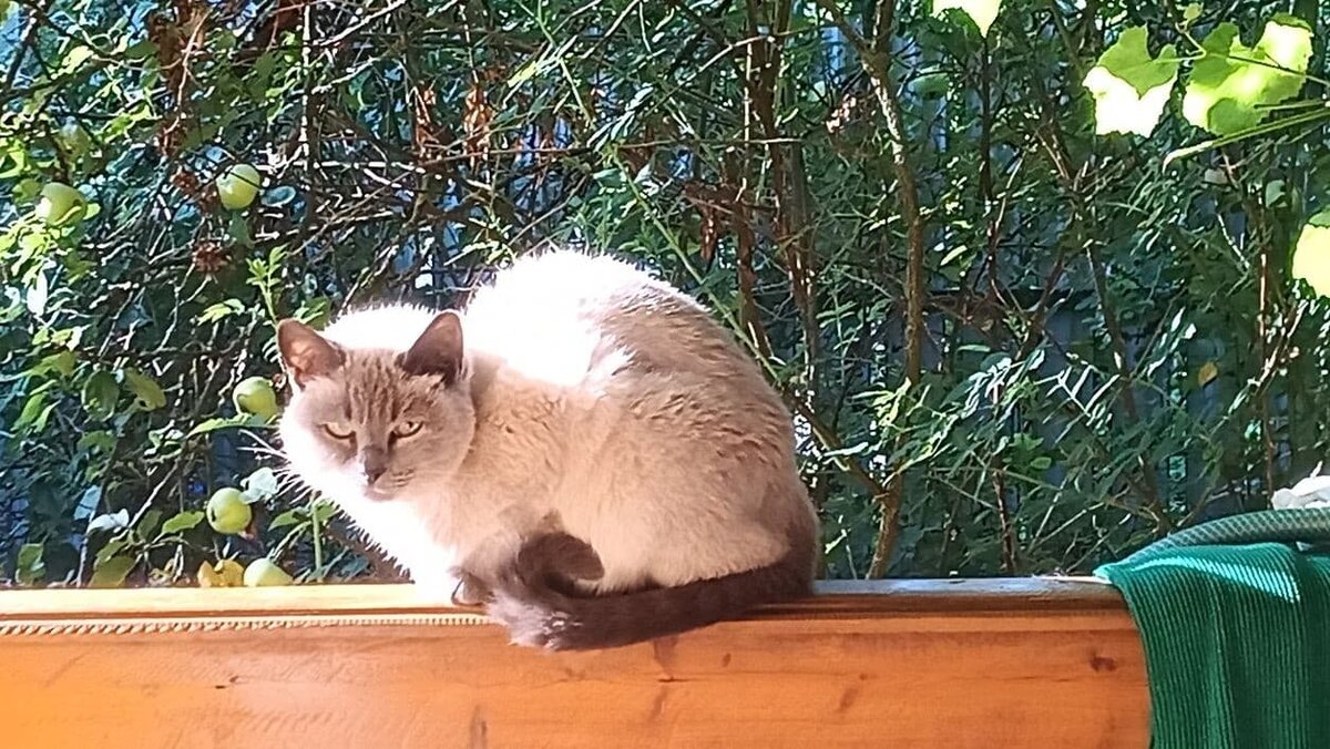 Фото этой кошки Шебы.