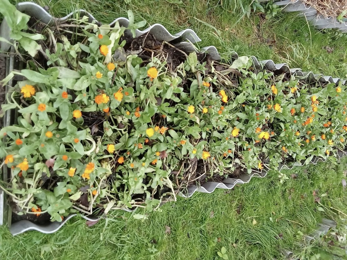 Теплая грядка нашей подписчицы