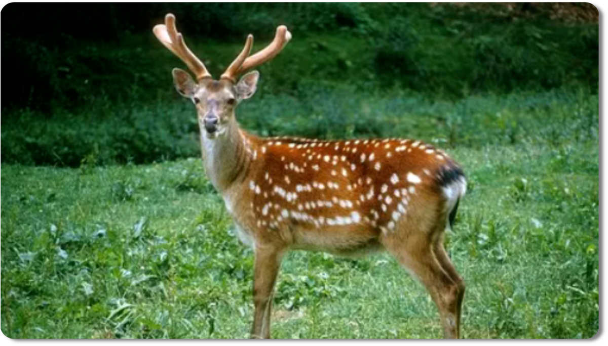 олени напоминают джентльменов в смокингах