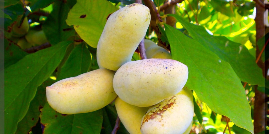 Расширяем границы садового разнообразия: эти непривычные и малознакомые растения стоит посадить в своем саду