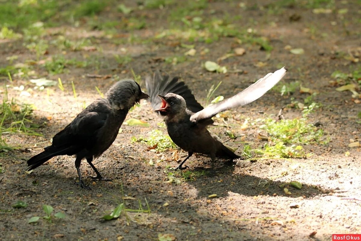 Фото с сайта: http://rasfokus.ru/photos/photo2144176.html