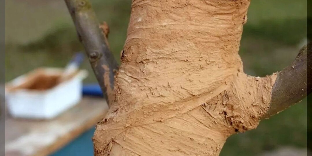 Чем быстро, просто и недорого замазать раны на деревьях в саду: чем залечить повреждения коры плодовых деревьев