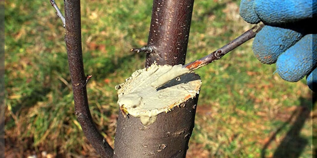 Чем быстро, просто и недорого замазать раны на деревьях в саду: чем залечить повреждения коры плодовых деревьев
