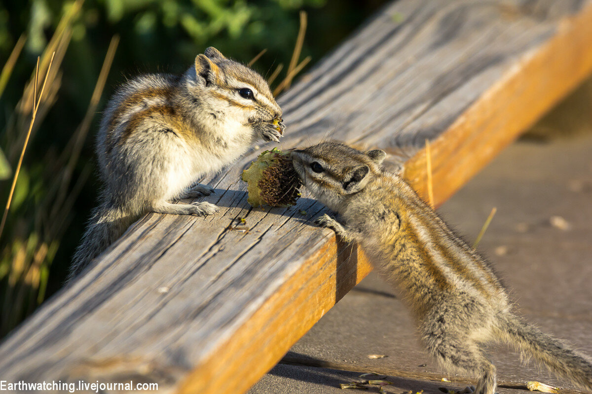Фото с сайта: https://earthwatching.livejournal.com/82676.html