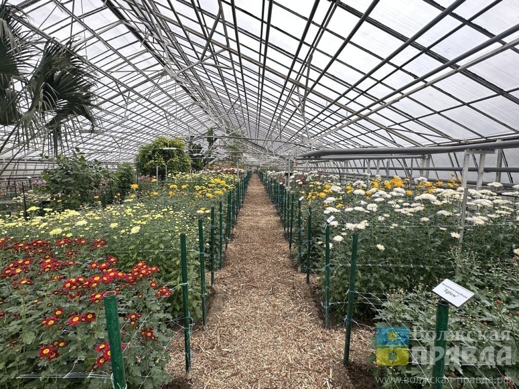     Цветы, накрученные на бигуди: на «Балу хризантем» в Волжском показали 123 сорта «королев осени»
