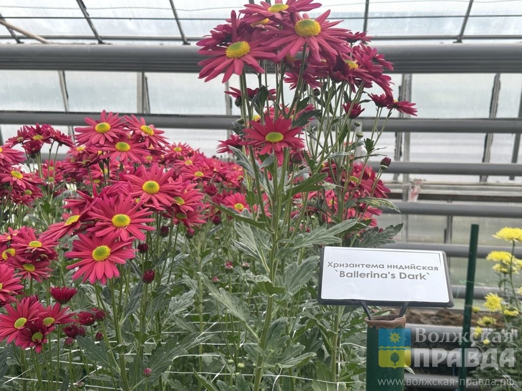     Цветы, накрученные на бигуди: на «Балу хризантем» в Волжском показали 123 сорта «королев осени»
