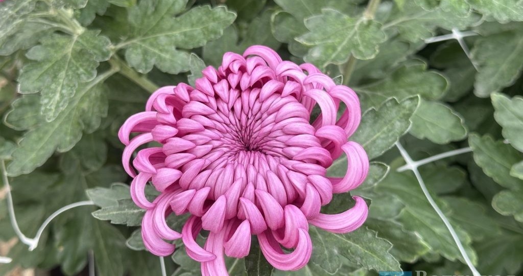 Цветы, накрученные на бигуди: на «Балу хризантем» в Волжском показали 123 сорта «королев осени»