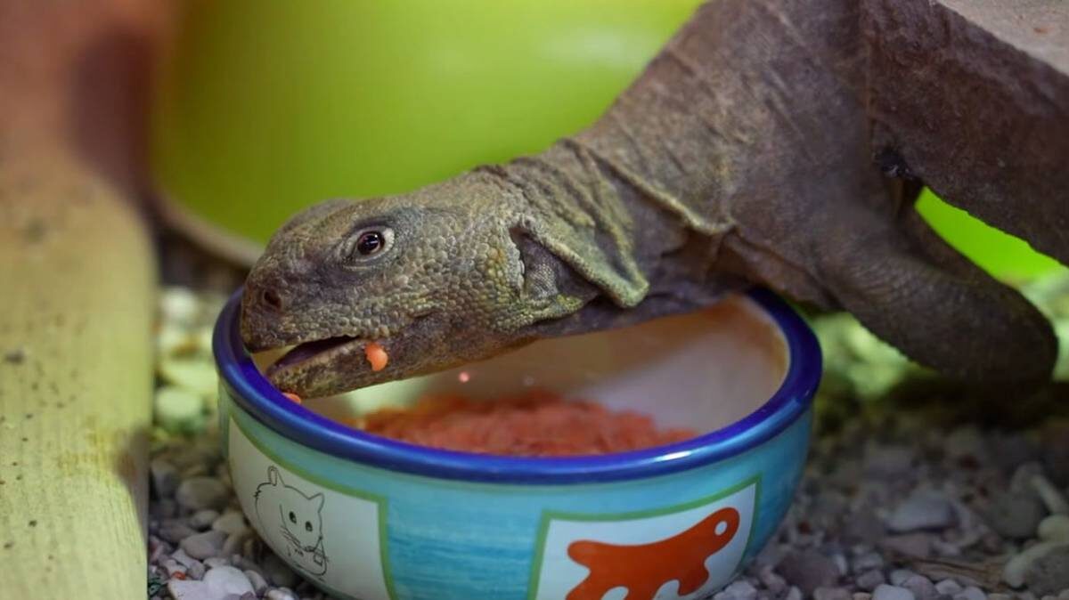    Фото: скриншот / Московский зоопарк / Telegram