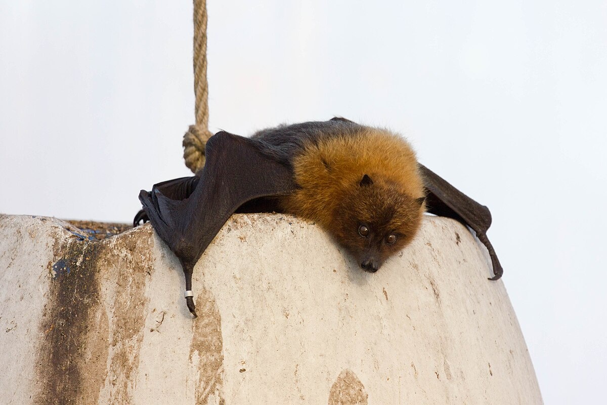 Фото с сайта: https://commons.wikimedia.org/wiki/File:Pteropus_rodricensis_liegend_1.jpg