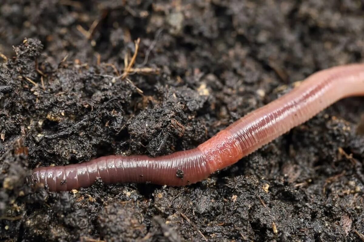 Фото с сайта: https://misanimales.com/que-comen-lombrices/