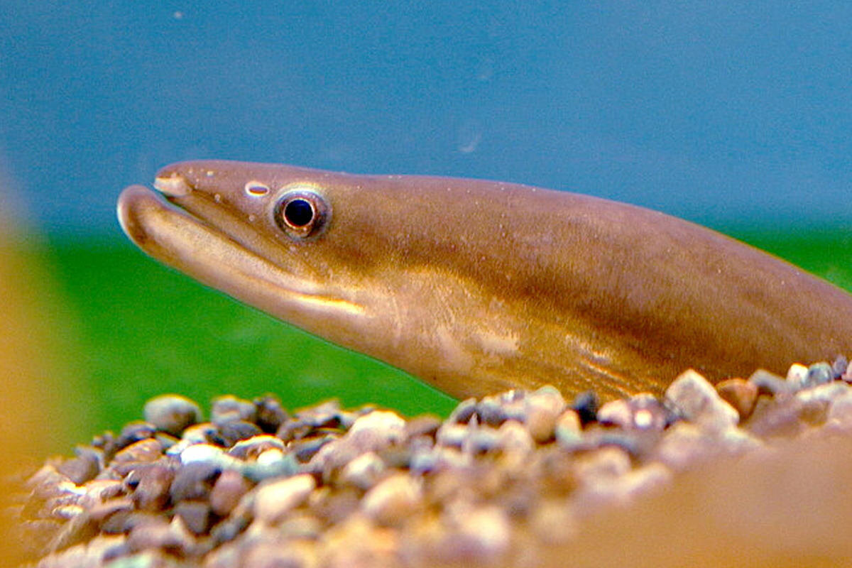 Фото с сайта: https://www.mk.ru/science/2024/09/11/obnaruzhena-udivitelnaya-sposobnost-ugrya.html