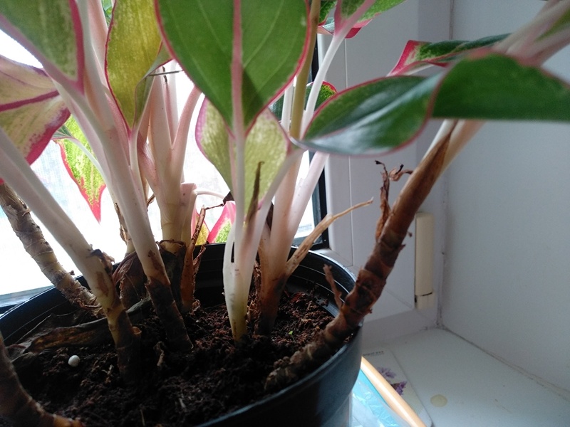 Справа одревесневший стебель, который я использовала для укоренения