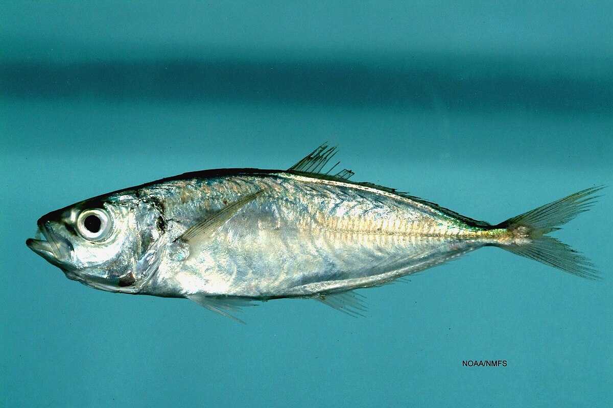 Фото с сайта: https://commons.m.wikimedia.org/wiki/Category:Trachurus_lathami