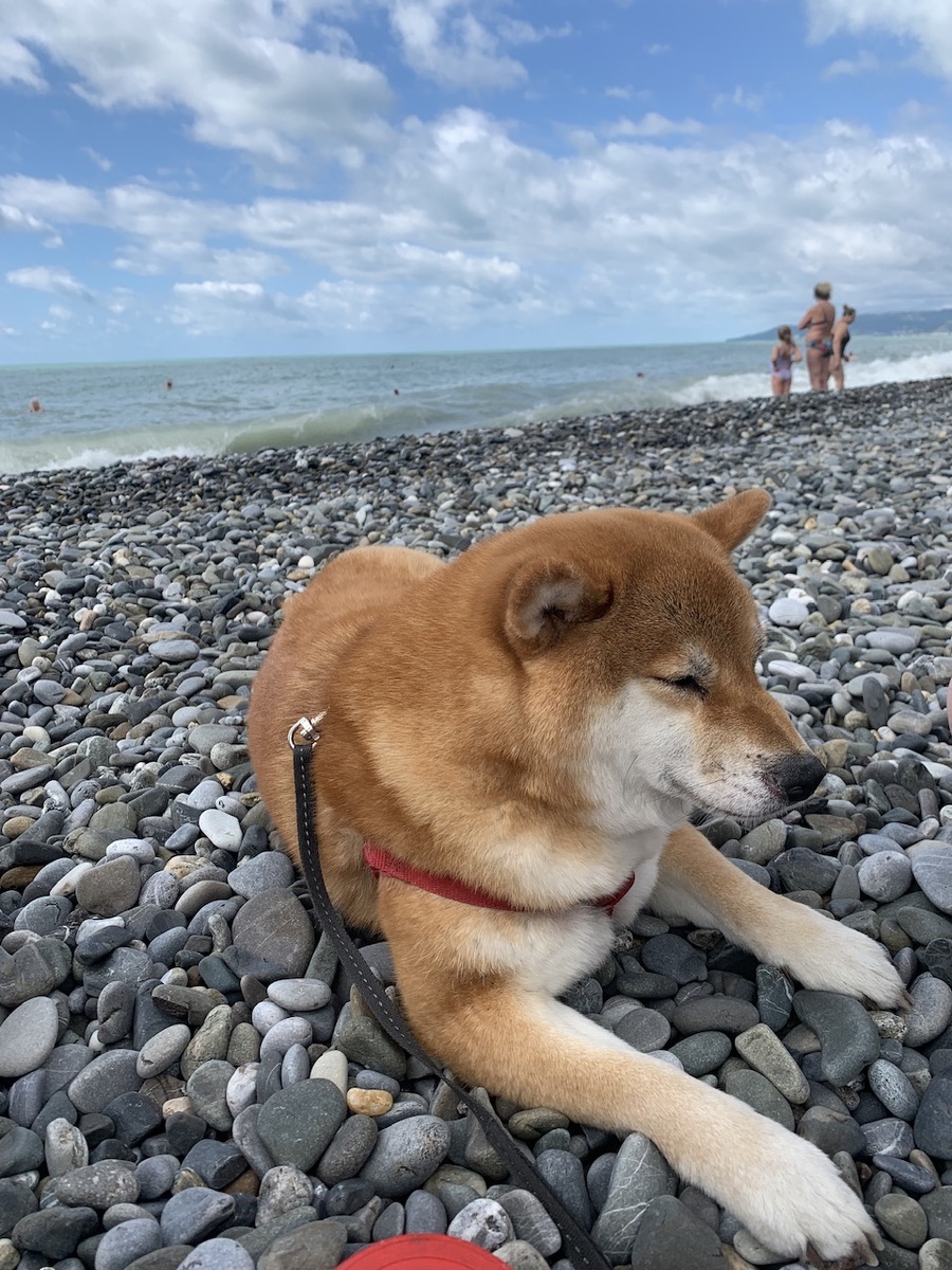 Собака на море впервые в жизни 🙂 Фото автора