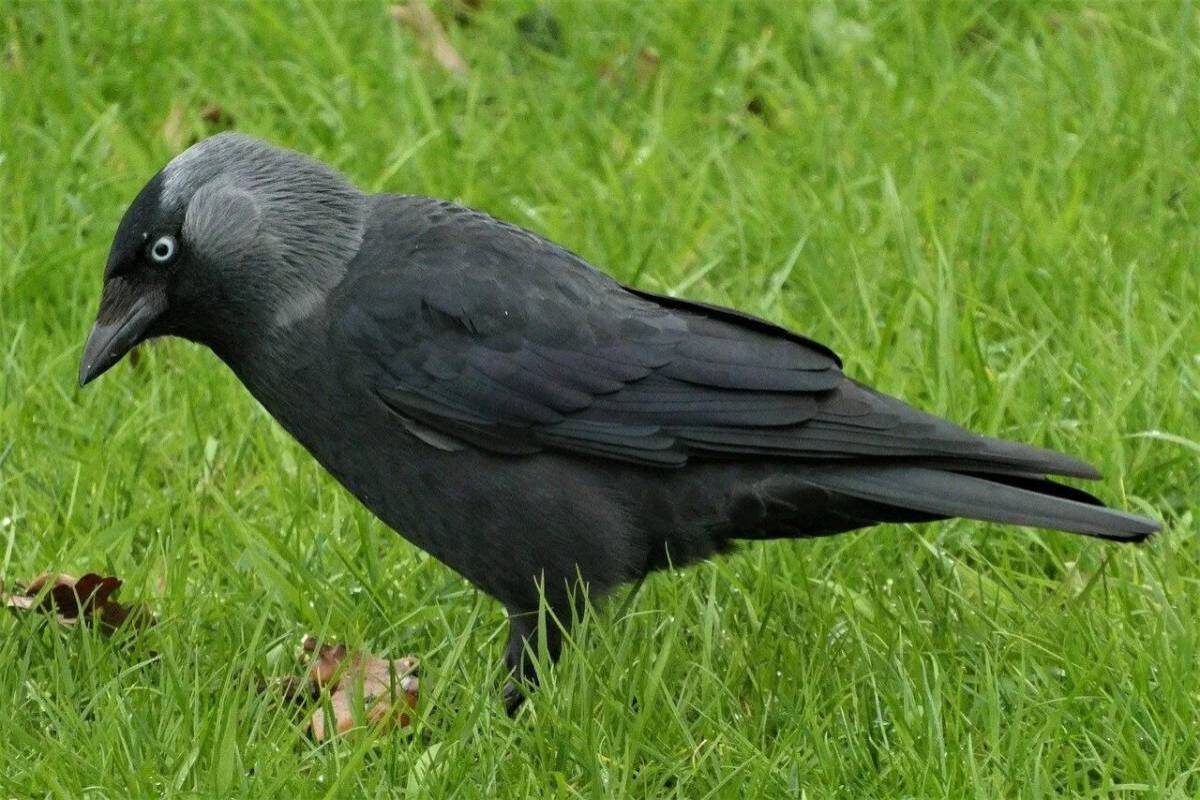 Фото с сайта: https://razrisyika.ru/img/cat-galka-7061