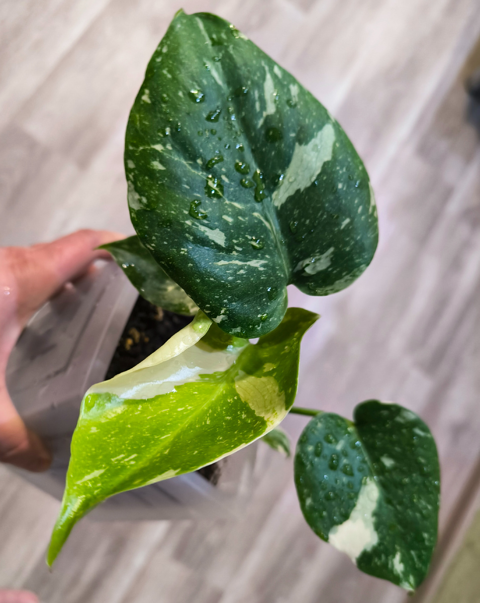 Фотографии в статье авторские