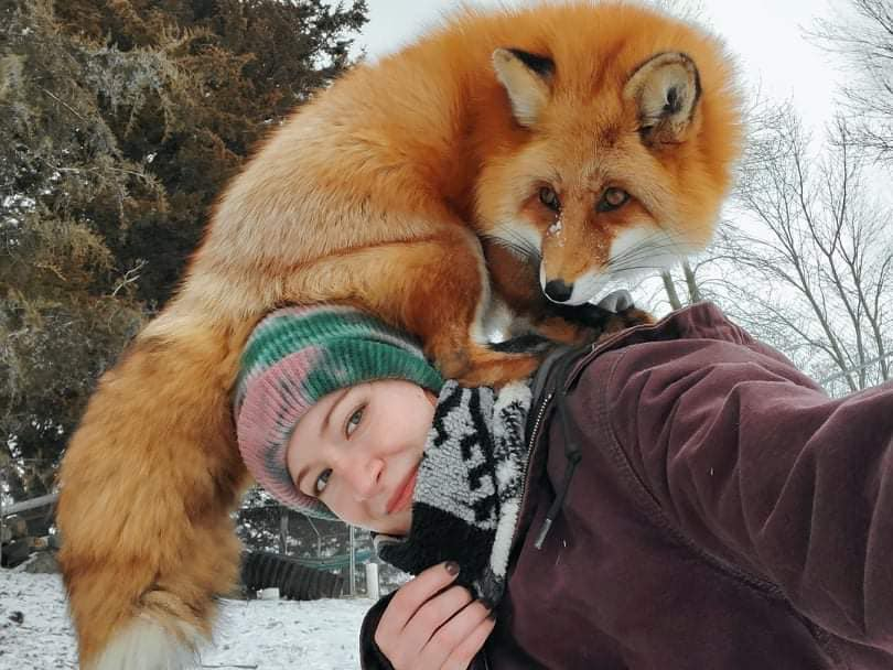 Теперь помимо котиков порабощать людей стали и лисы. Ужас! 