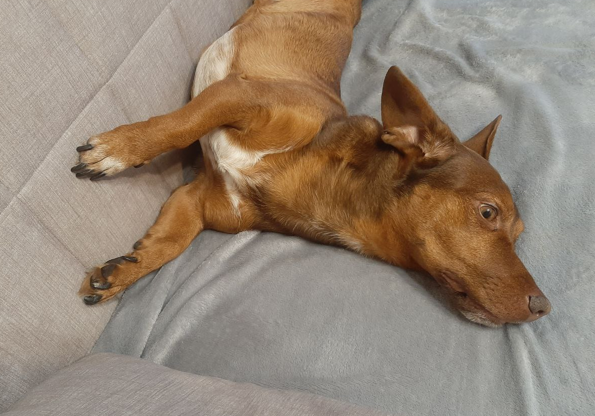 А Чарли рад оставаться дома:  миллион способов поваляться на диване и любит гулять у дома, большой нюхач и запахи родных окрестностей самые ему приятные)) Поэтому, когда можем ехать без Чарли, то едем без него... Фото автора