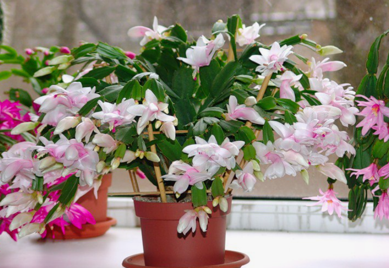 После это декабрист цветет как не в себя! Рассказываю, что сделать