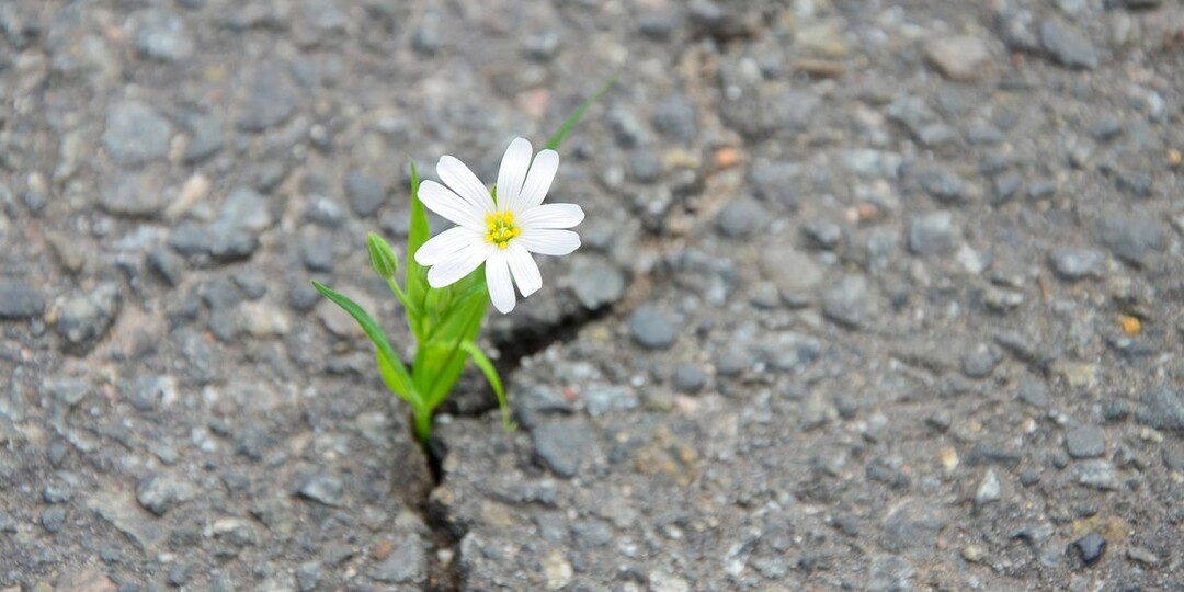 "Не рисуйте ж, вы, себе идеалов... "