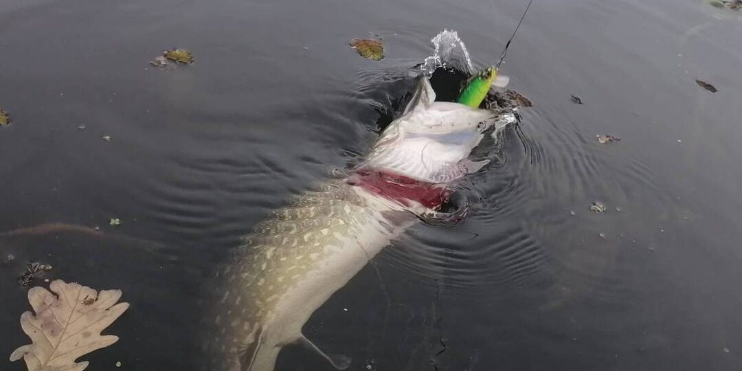 Осень на Волге. Щука по траве